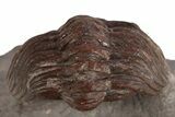Red Austerops Trilobite - Hmar Laghdad, Morocco #315740-3